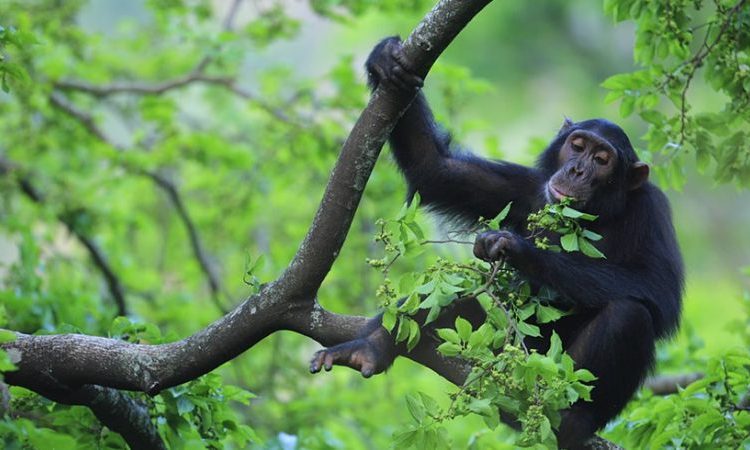 Murchison falls, Chimpanzee & Rhino sanctuary