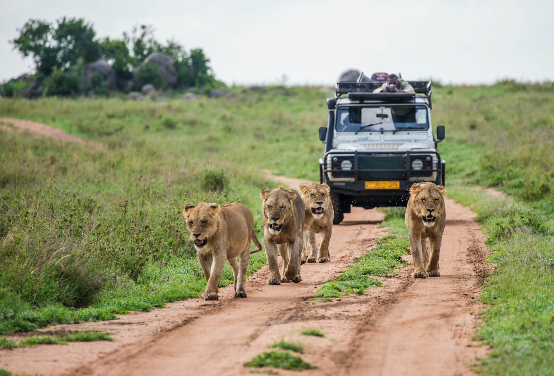 Why You Should Book Your Safari Car Rental in Advance