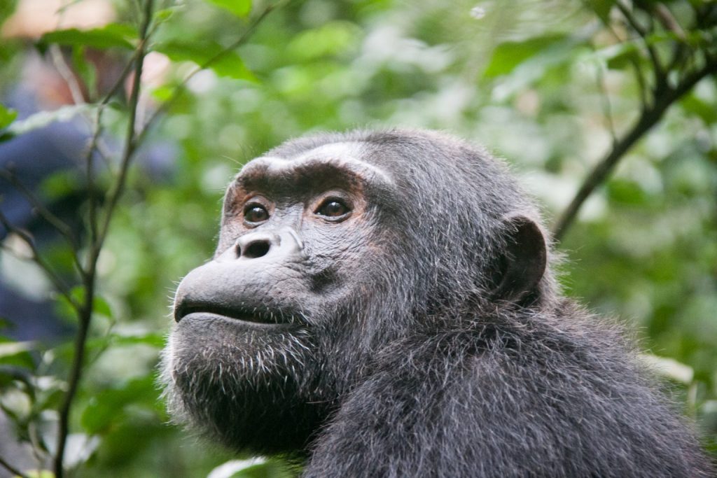 chimpanzee