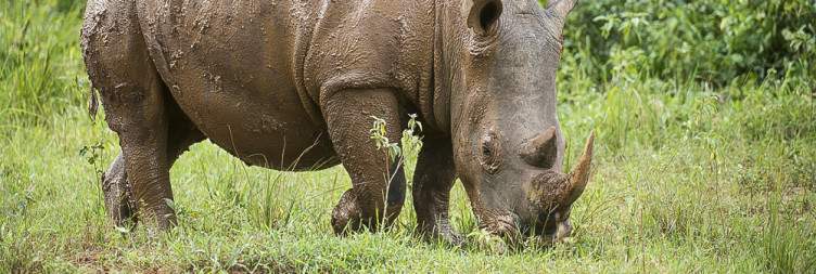 The Ultimate Guide to Murchison Falls Car Rental Safari