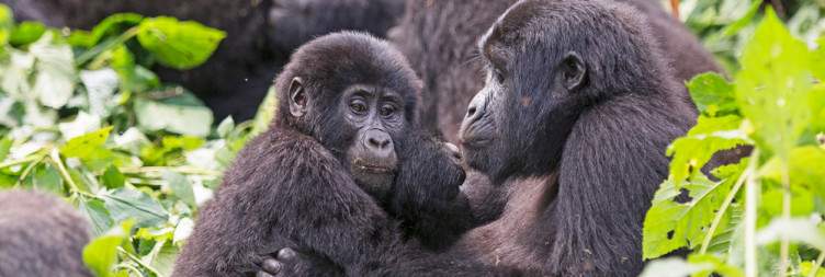Gorilla Trekking