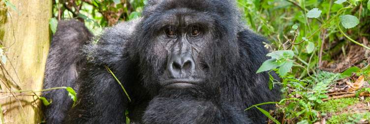 Gorilla Trekking CarRentalUgandaGorilla Trekking CarRentalUganda