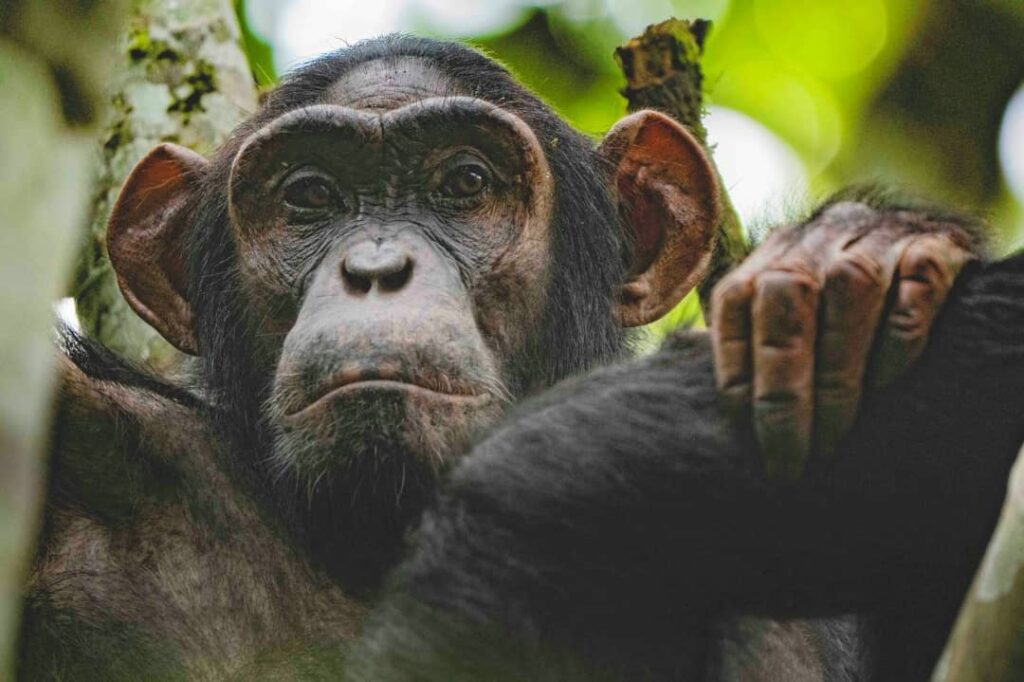 Chimpanzee Tracking Car Rental