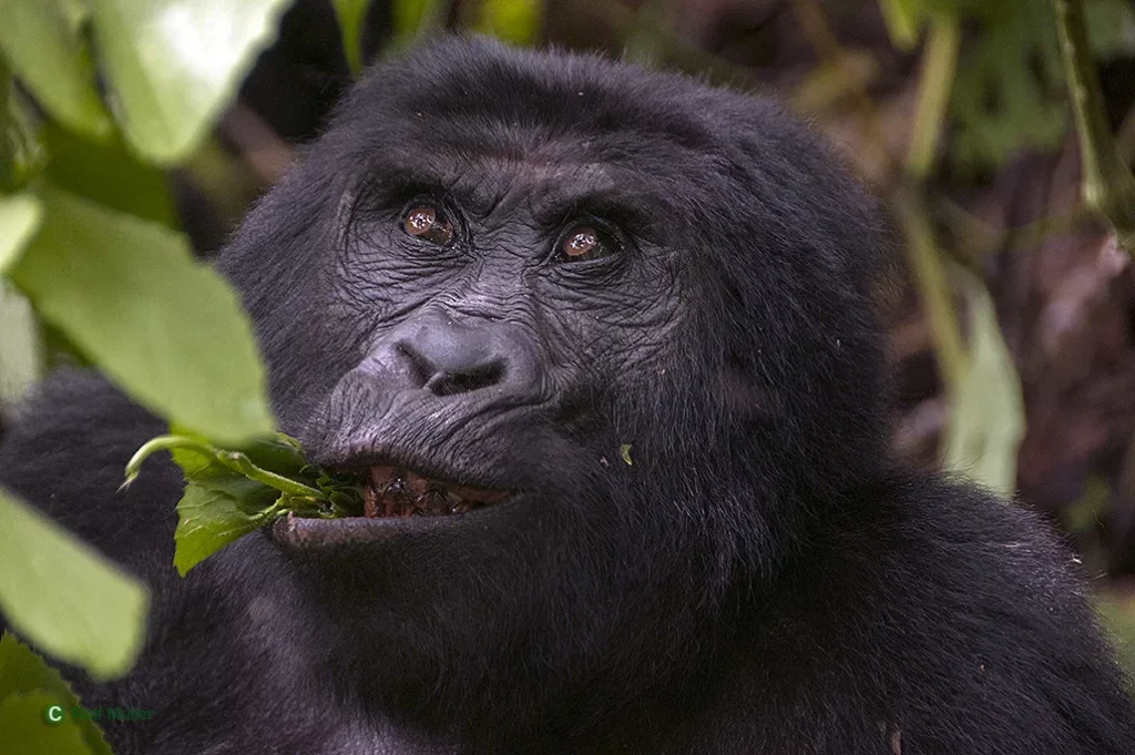 Bwindi Gorilla Safari Car Rental
