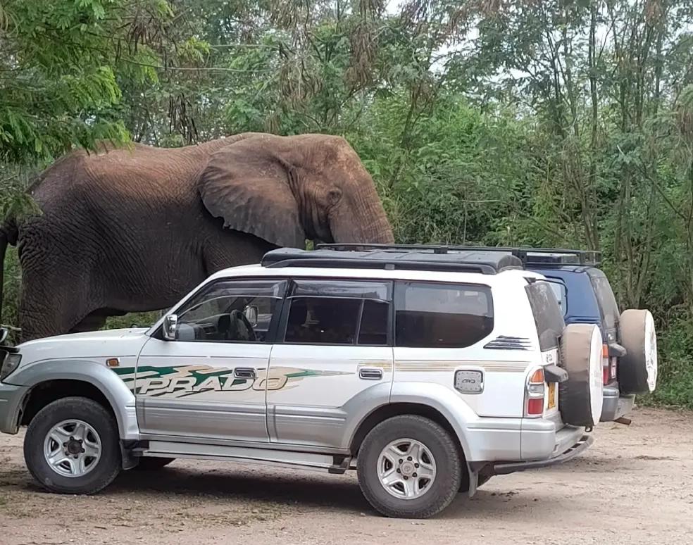 Car Rental in Uganda